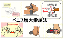 ペニス増大鍛練法